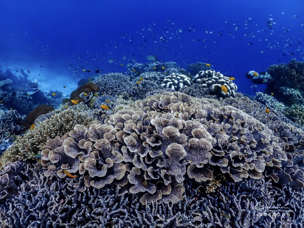 ดำน้ำ Raja Ampat ขึ้นชื่อว่าเป็นสุดยอดแหล่งดำน้ำระดับโลก ที่เราจะได้เห็นแนวปะการังสวยและสมบูรณ์