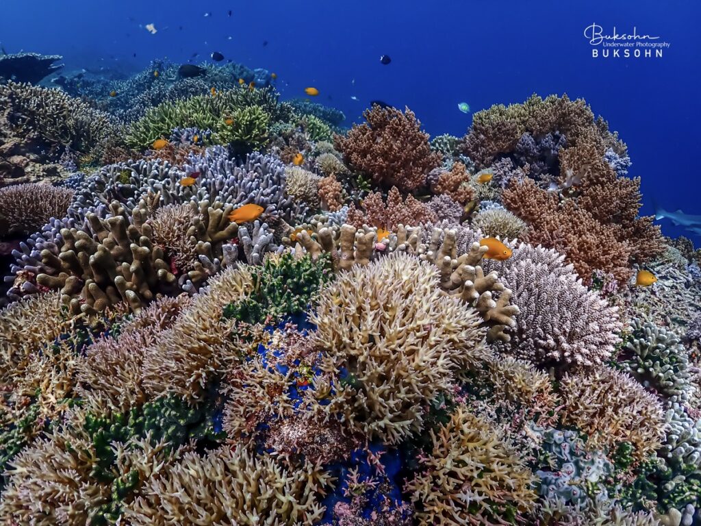แนวปะการังสมบูรณ์มากๆ ที่สามารถพบเห็นได้จากการดำน้ำ Raja Ampat