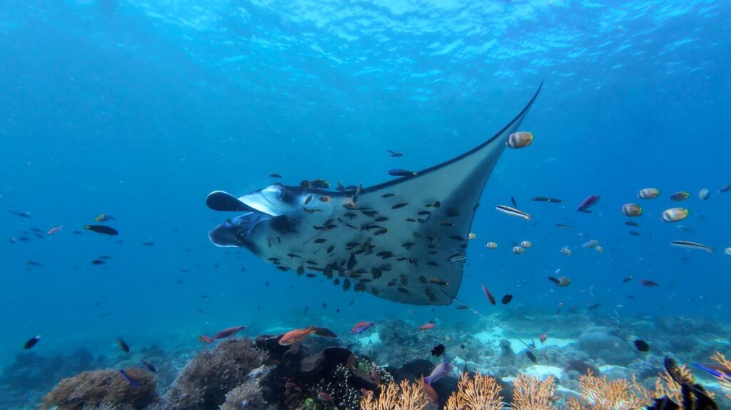 Komodo National Park - อาณาจักรมังกรโคโมโด มรดกโลกแห่งท้องทะเล จุดดำน้ำอินโดนีเซีย