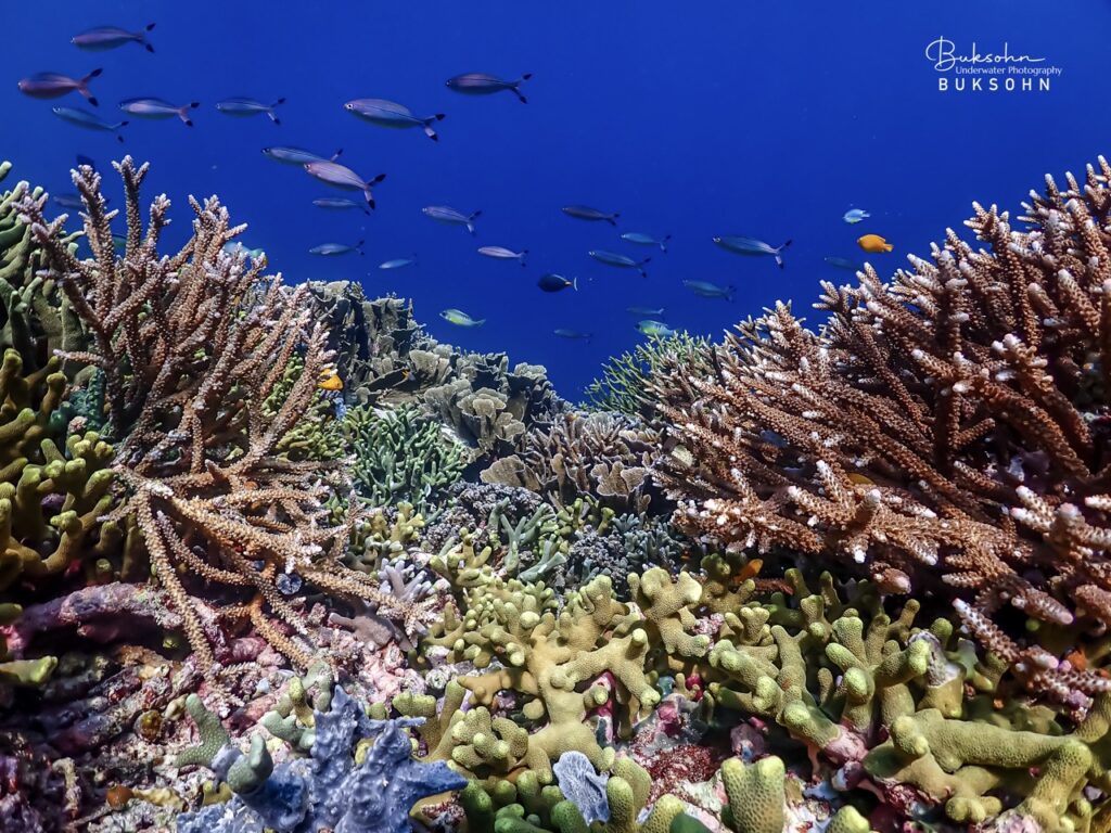 Raja Ampat, West Papua - สรวงสวรรค์ใต้ท้องทะเลอินโดนีเซีย ดำน้ำอินโดนีเซีย