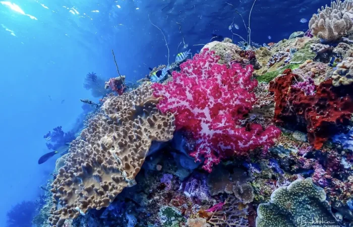 Raja Ampat