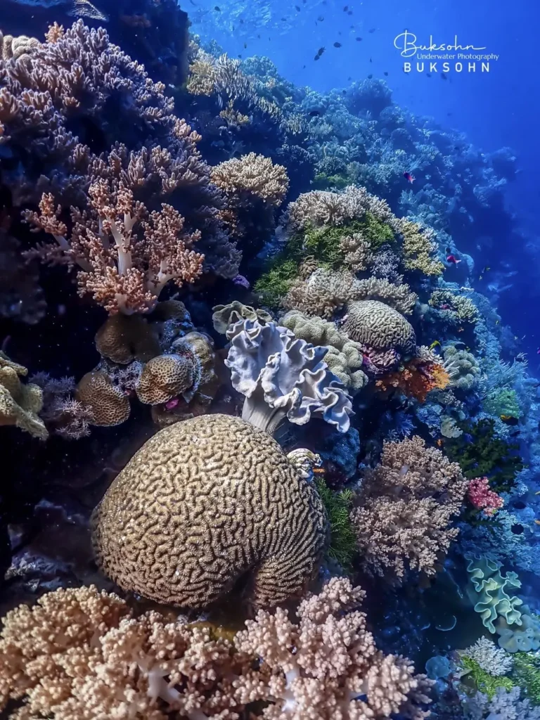 ดำน้ำ Wakatobi